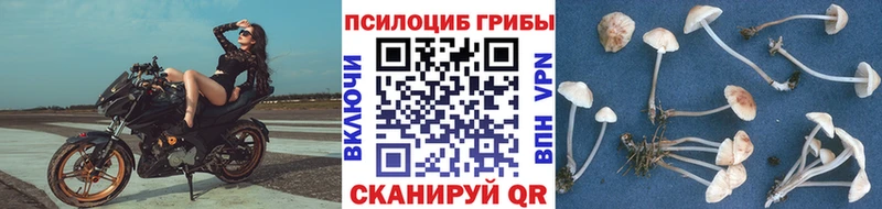 Купить где  Кузнецк  Галлюциногенные грибы Magic Shrooms 